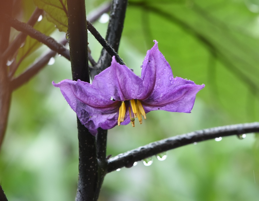 ナスの花