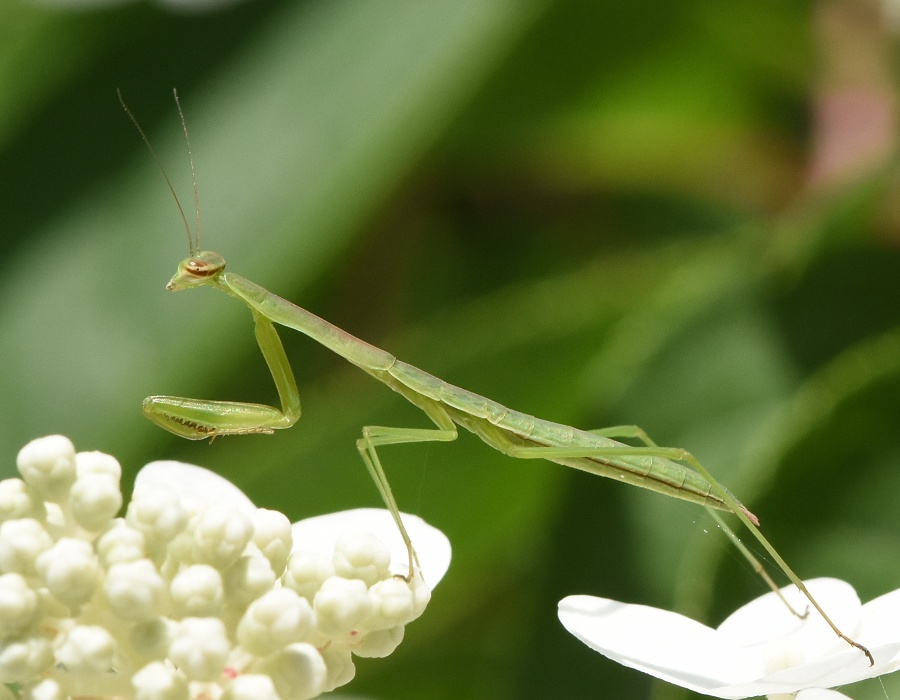 カマキリの幼虫