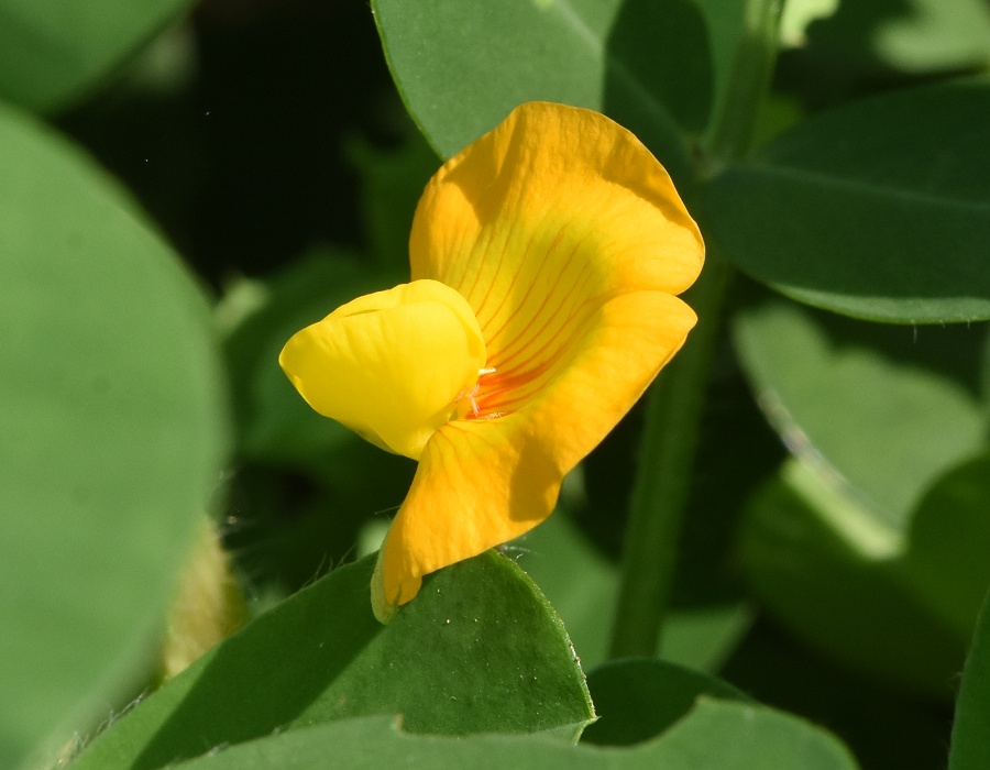 落花生の花