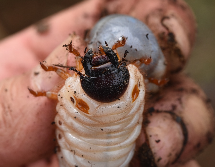 カブトムシの幼虫