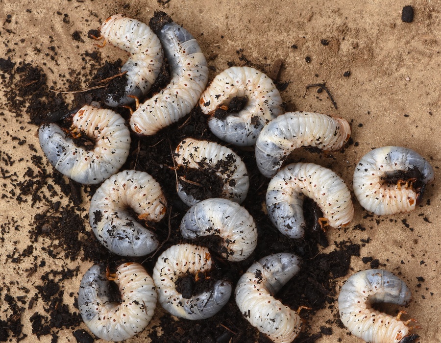 カブトムシの幼虫