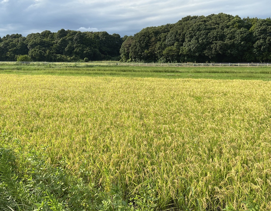 稲刈りが近い田んぼ