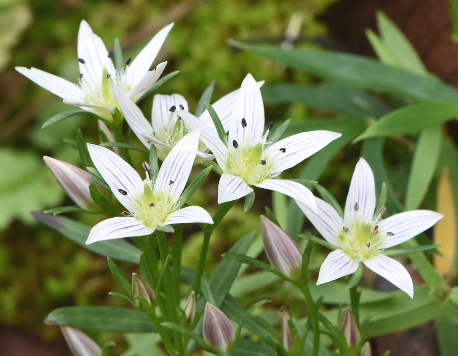 センブリの花