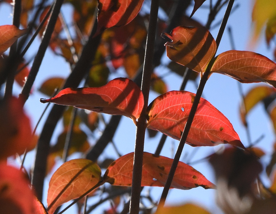 Cornus_kousa_1.jpヤマボウシの紅葉g