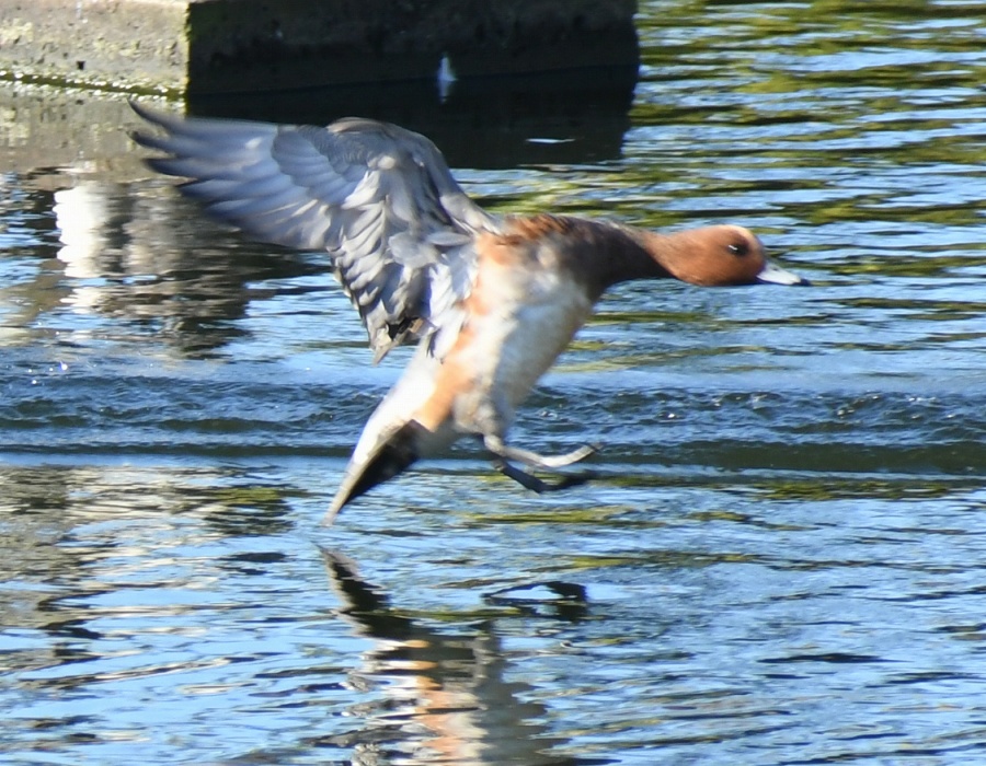 ヒドリガモの着水