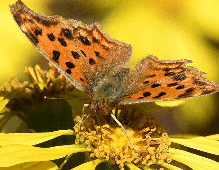 蜜を吸うキタテハ