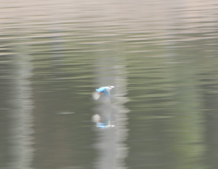 水面近くを飛ぶカワセミ