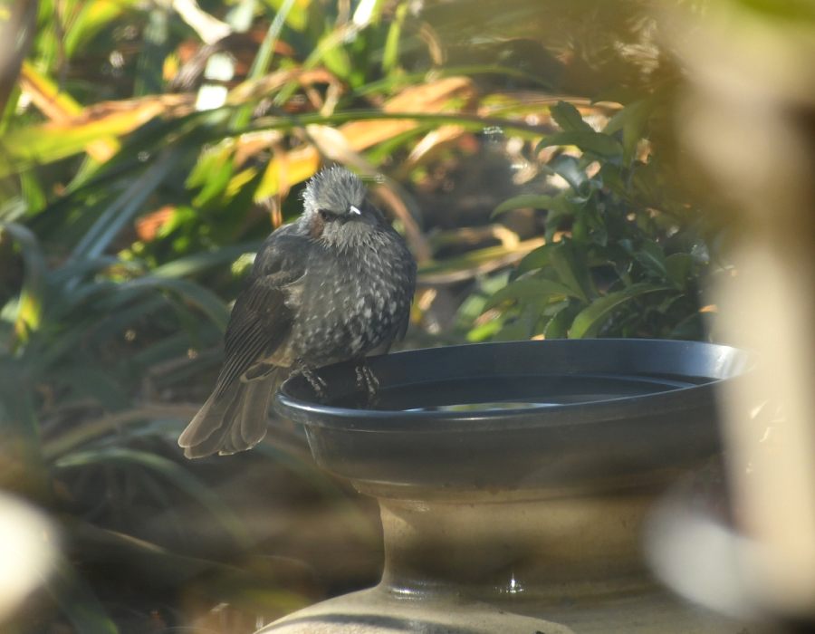 水場に来たヒヨドリ