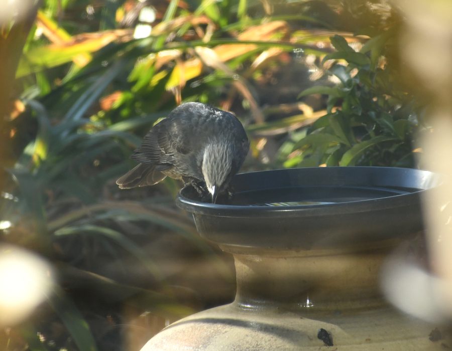 水を飲むヒヨドリ