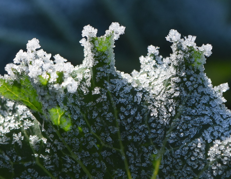 菜の花の葉におりた霜