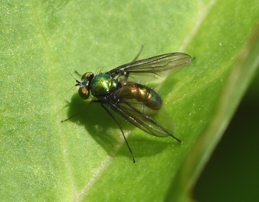 アシナガバエの１種