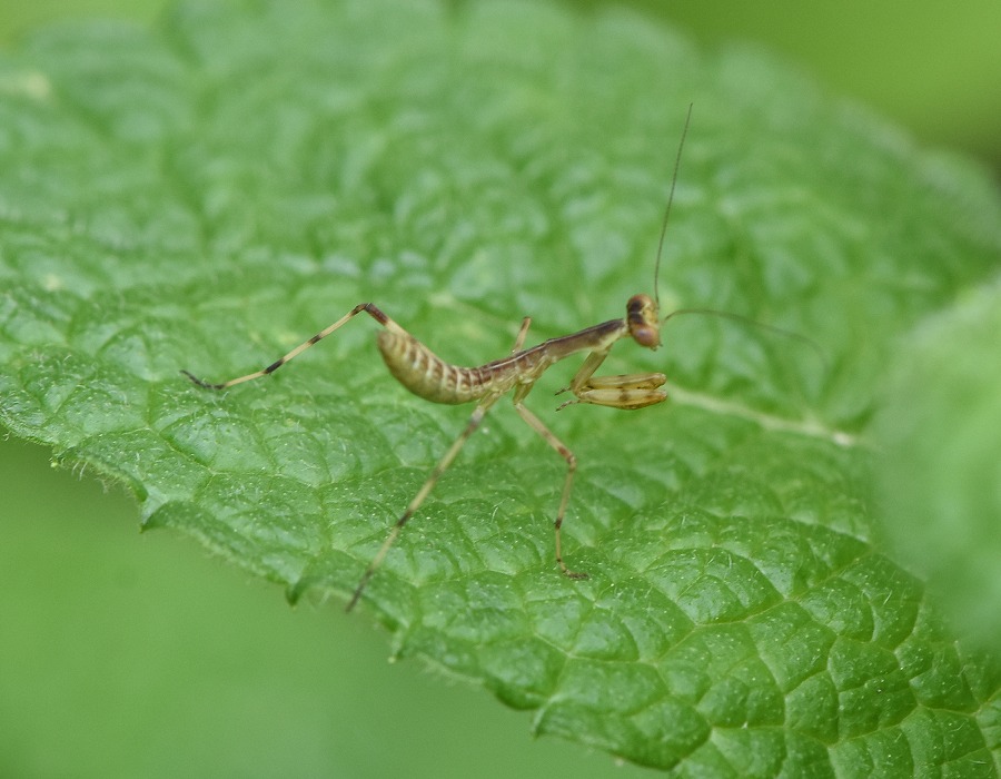 ハラビロカマキリの幼虫