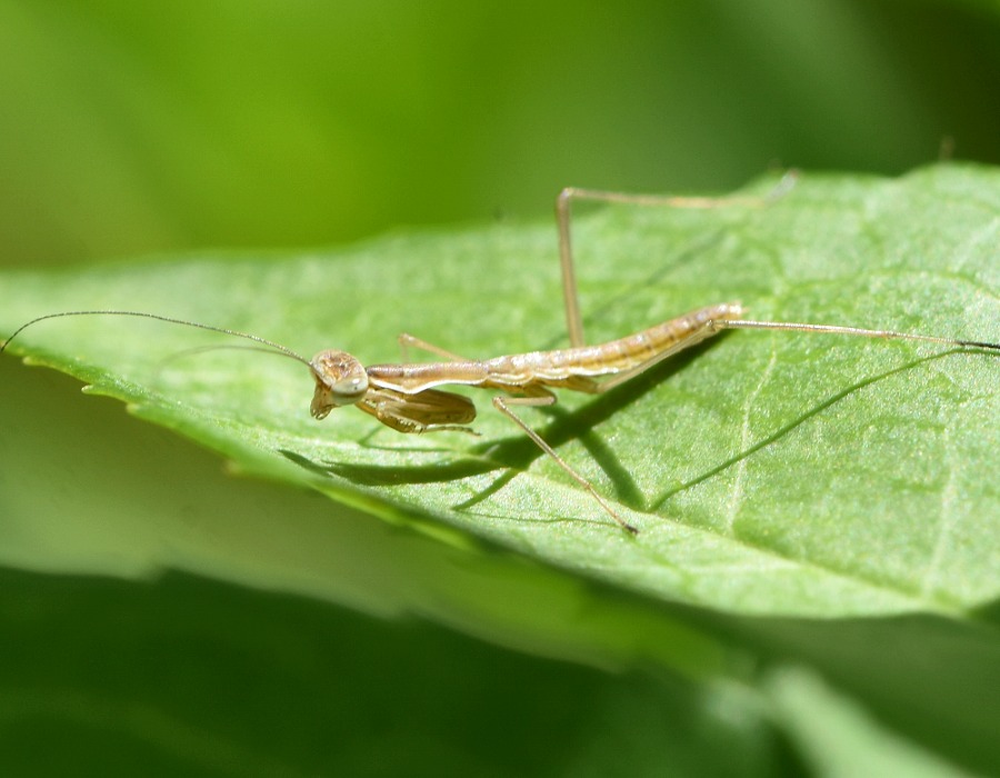 カマキリの１種の幼虫