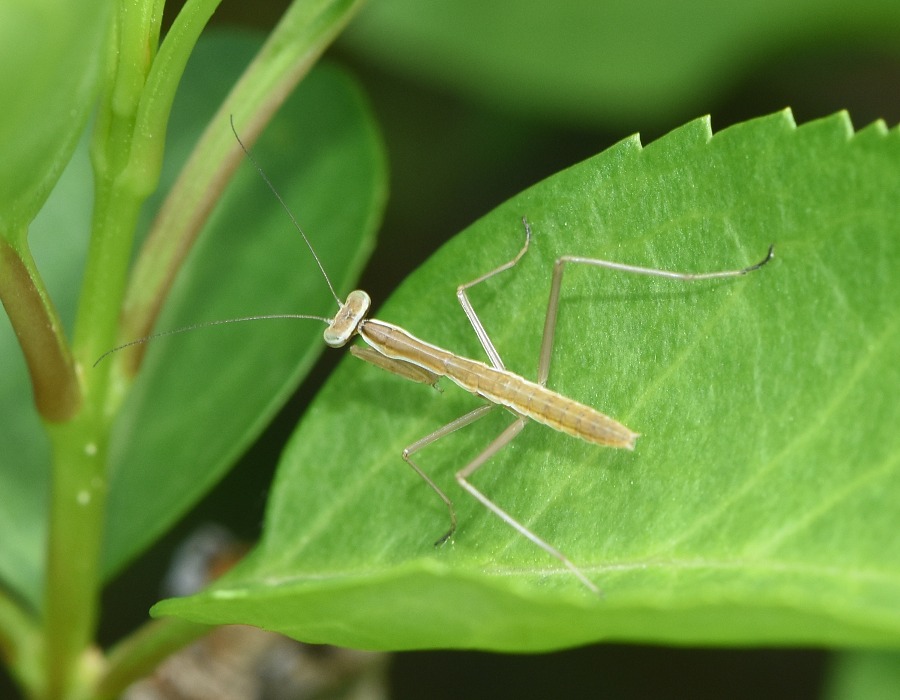 カマキリの１種の幼虫