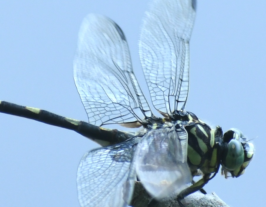 ウチワヤンマ