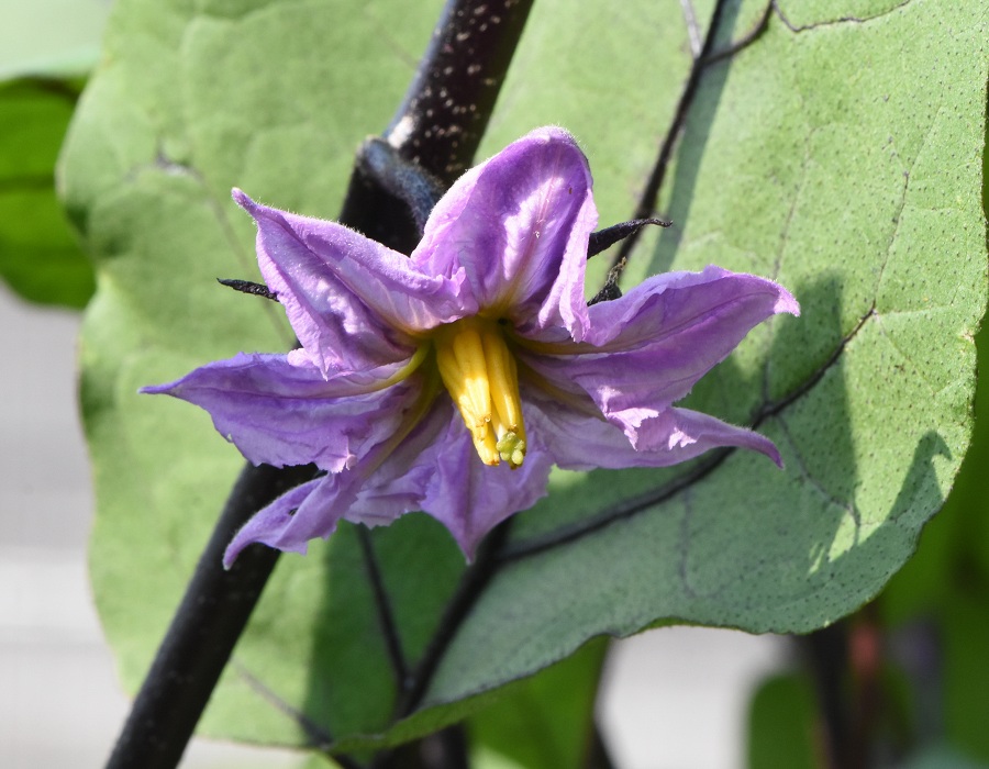 ナスの花