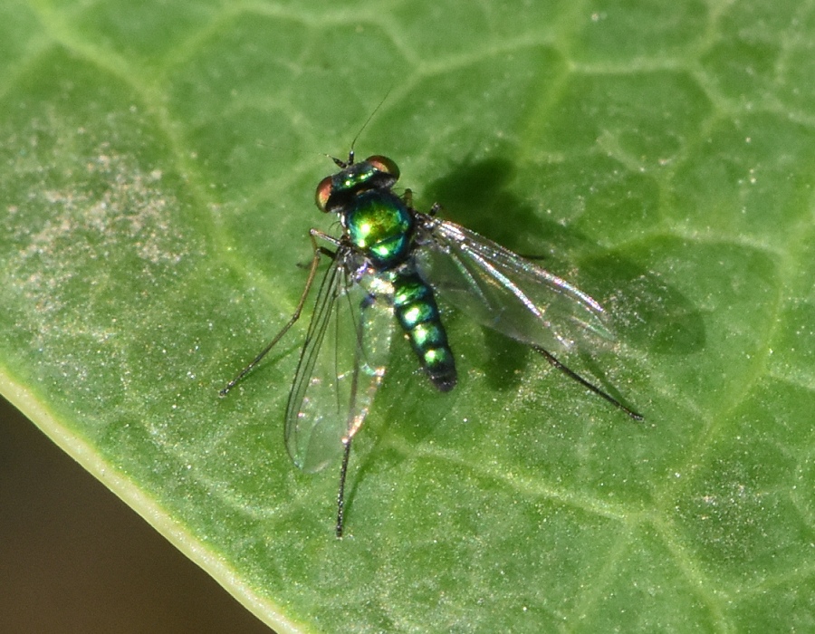 アシナガバエの１種