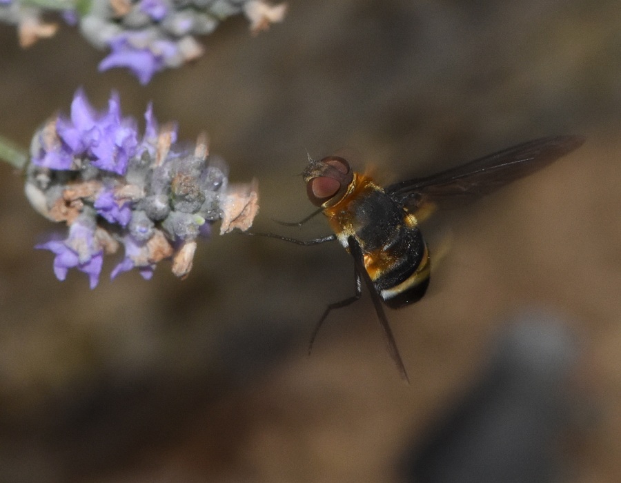 ラベンダーの花に来たクロバネツリアブ