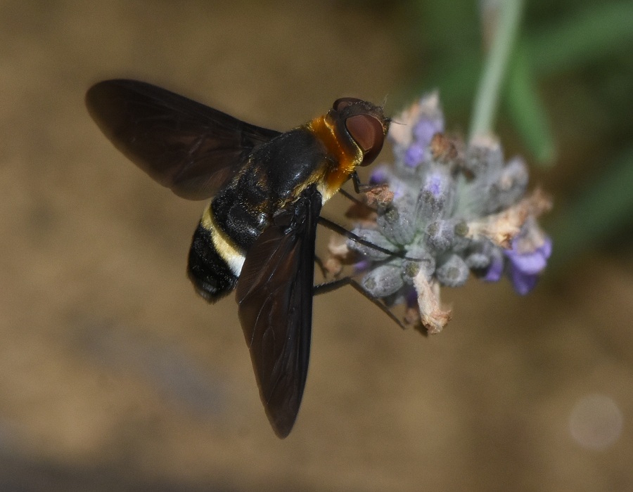 ラベンダーの花に来たクロバネツリアブ