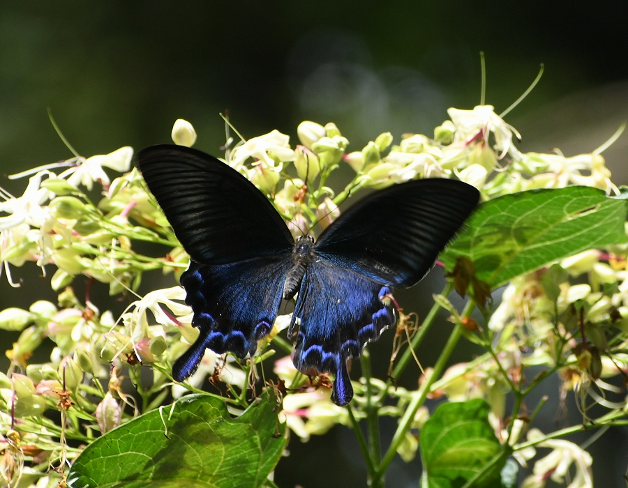 クサギの花に来たカラスアゲハ