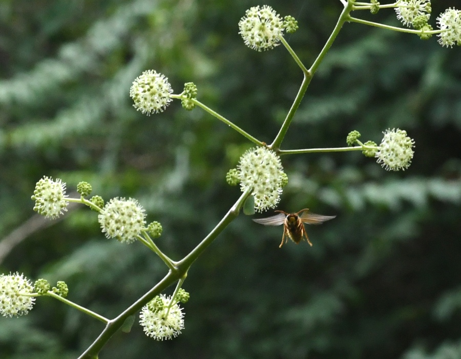 ウドの花