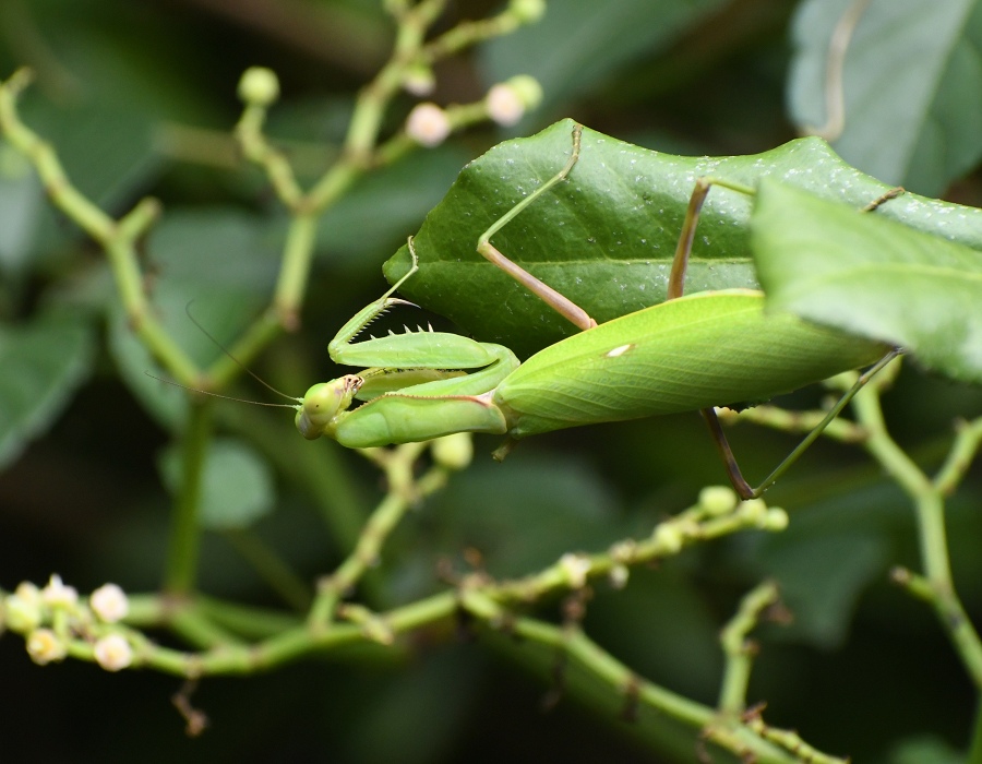 ハラビロカマキリ