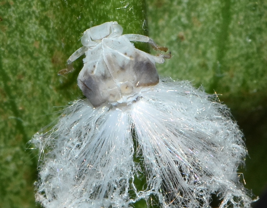 チュウゴクアミガサハゴロモの幼虫