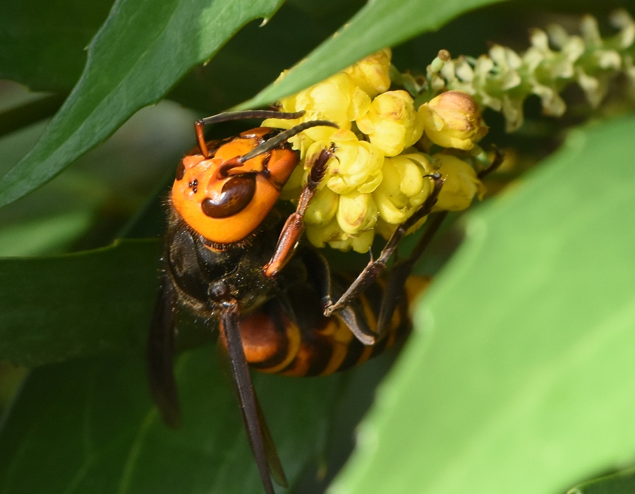 ヒイラギナンテンの花に来たオオスズメバチ