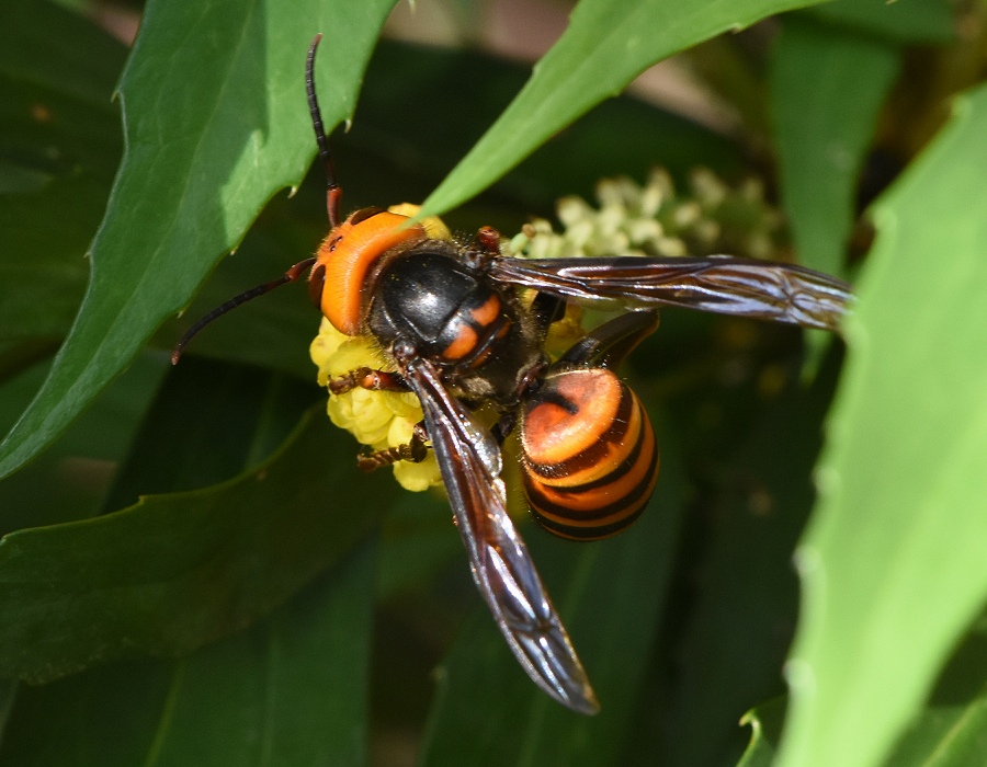 ヒイラギナンテンの花に来たオオスズメバチ