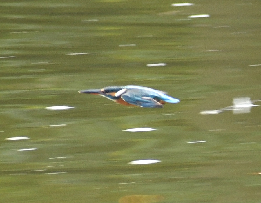 カワセミ