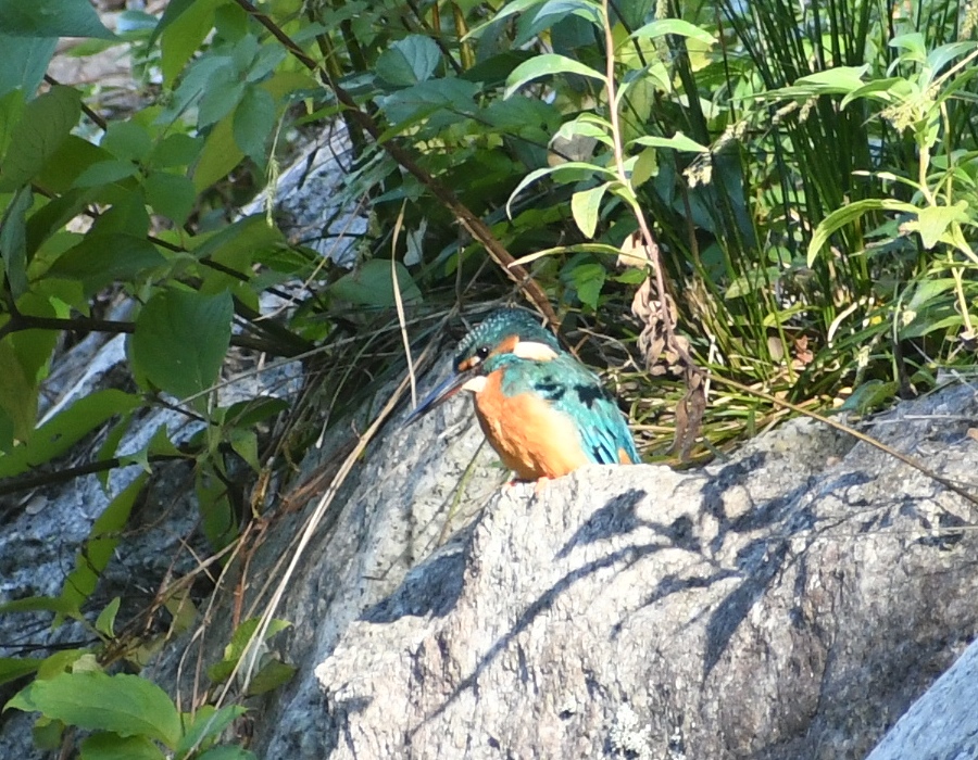 池を覗き込むカワセミ