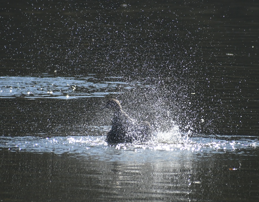 水面で羽ばたくヒドリガモ