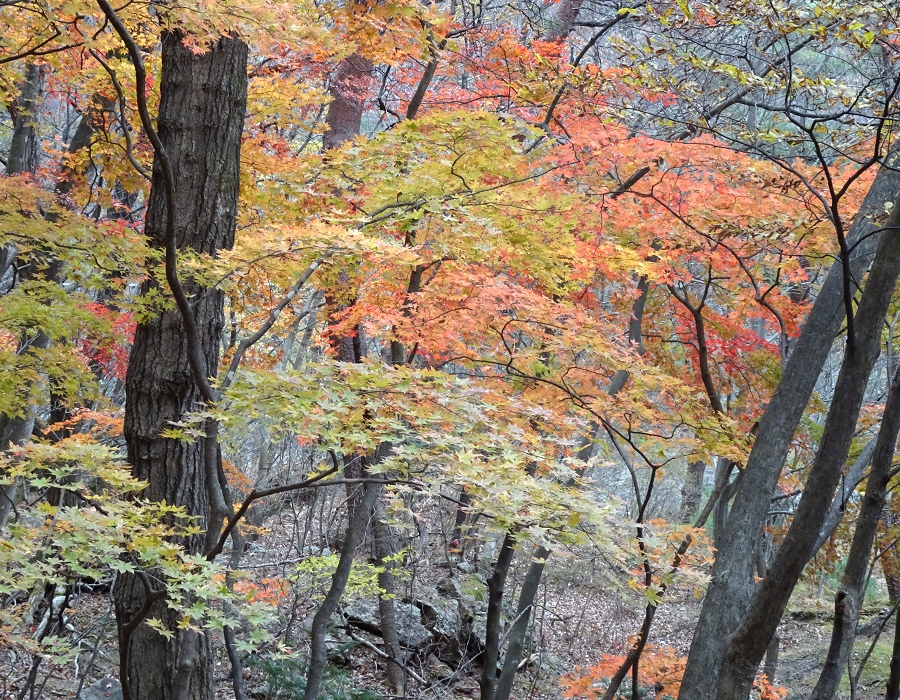 カエデ類の紅葉