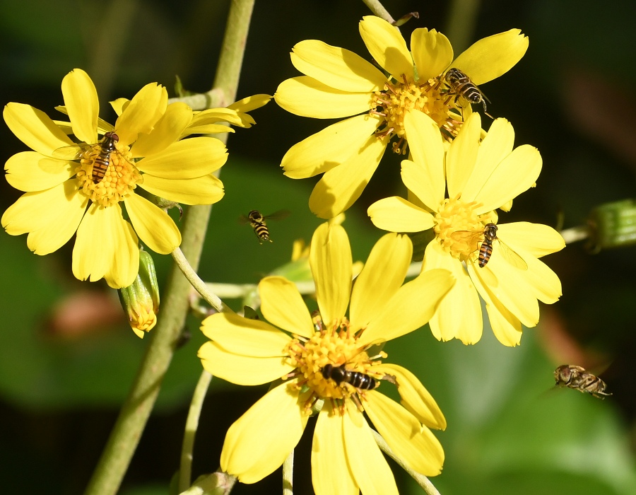 ツワブキの花に集まる虫たち