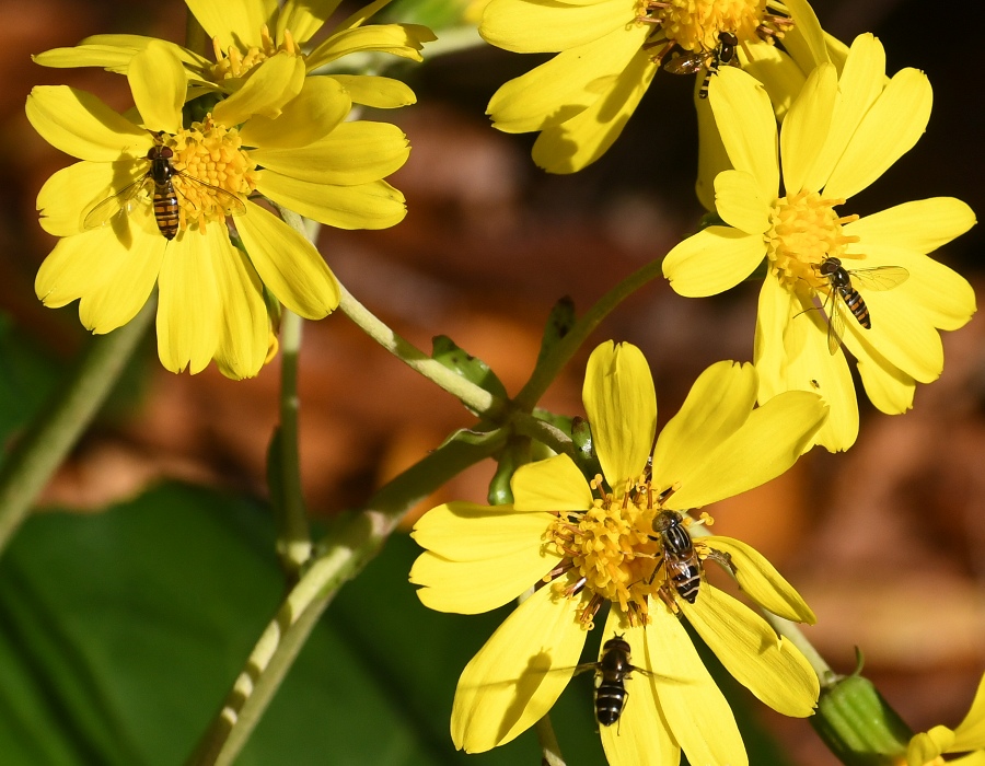 ツワブキの花に集まる虫たち