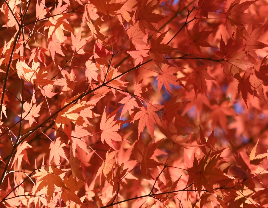 イロハモミジの紅葉