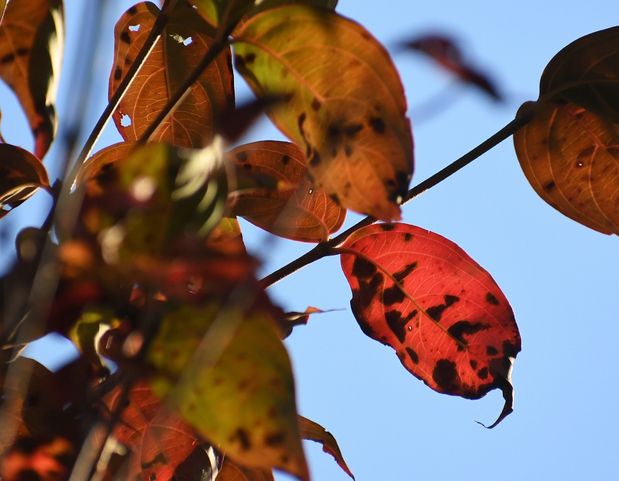 ヤマボウシの紅葉