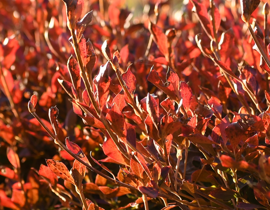 ドウダンツツジの紅葉