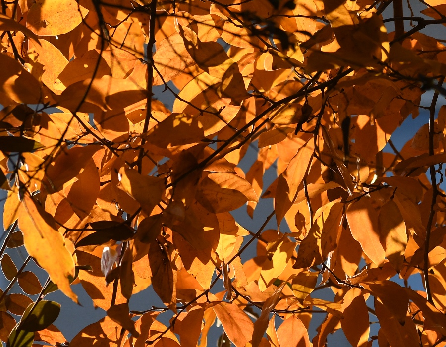 ヤマコウバシの紅葉