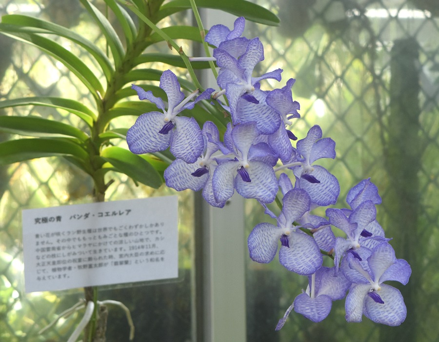 Vanda coerulea