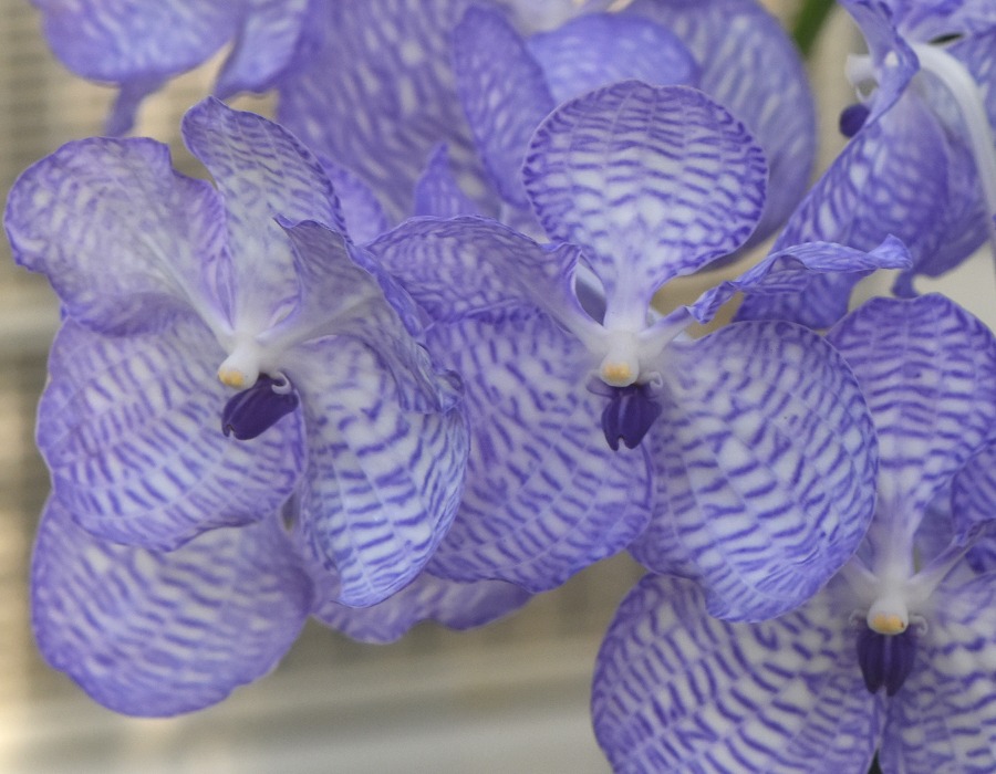 Vanda coerulea