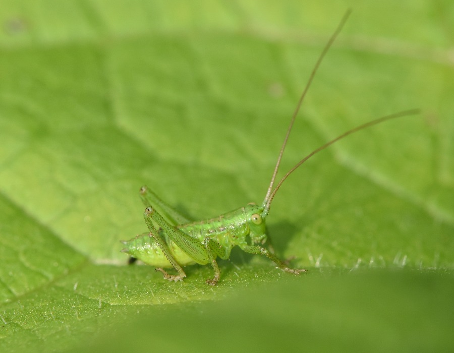 ヤブキリの幼虫