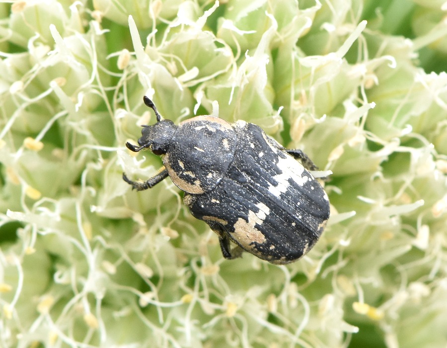 花粉を食べるクロハナムグリ
