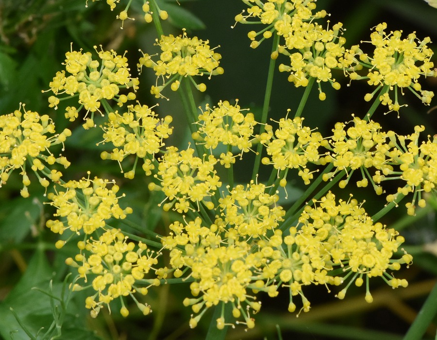 フェンネルの花