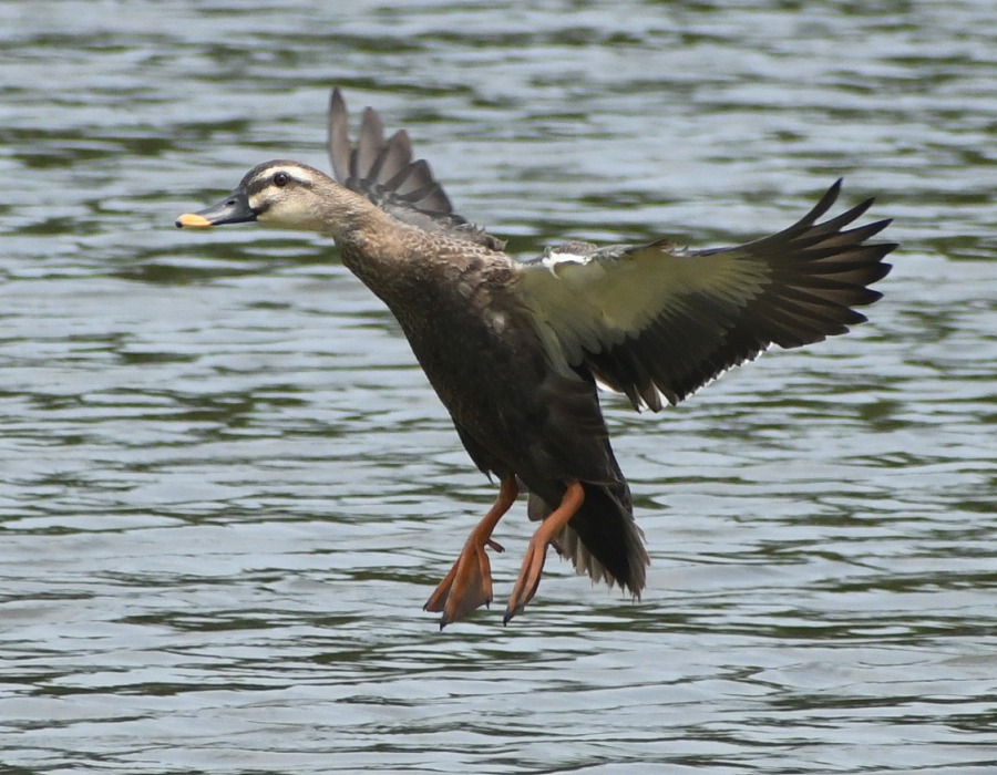 カルガモの着水