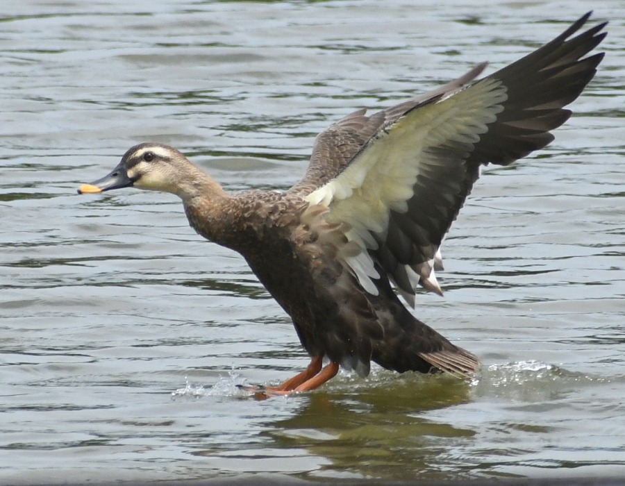 カルガモの着水