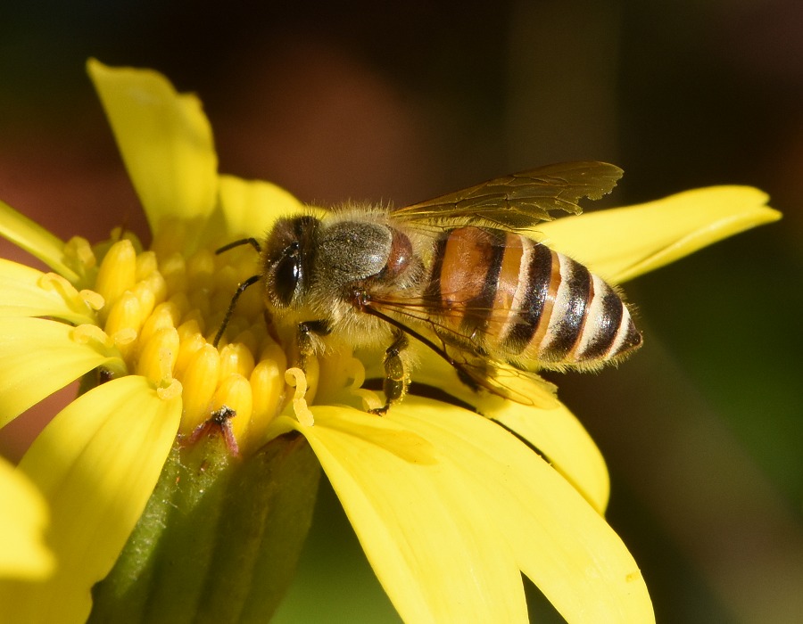 セイヨウミツバチ