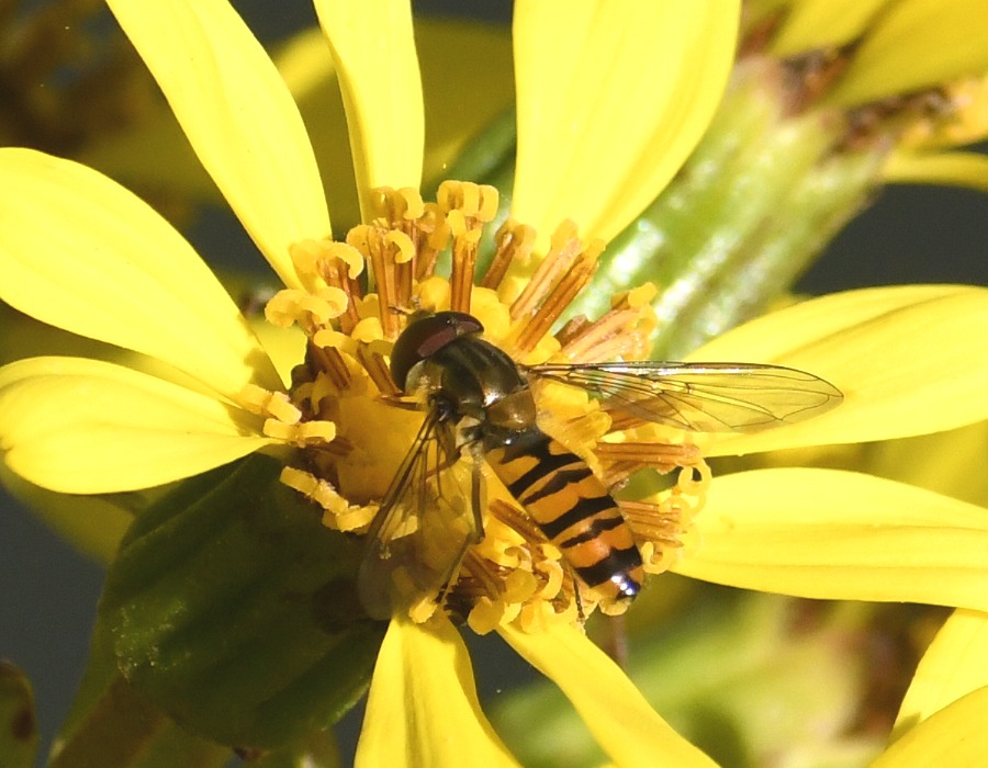 ホソヒラタアブ