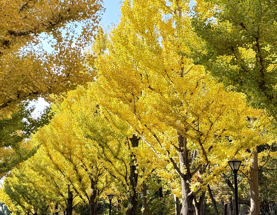 色づいたイチョウ並木