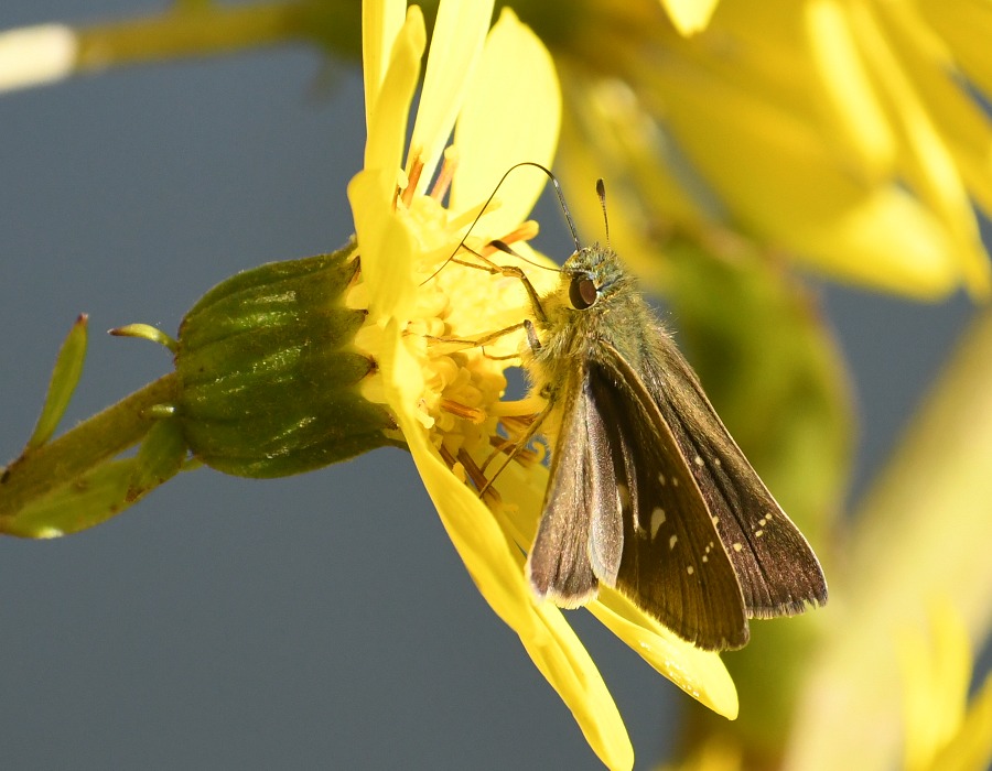 チャバネセセリ